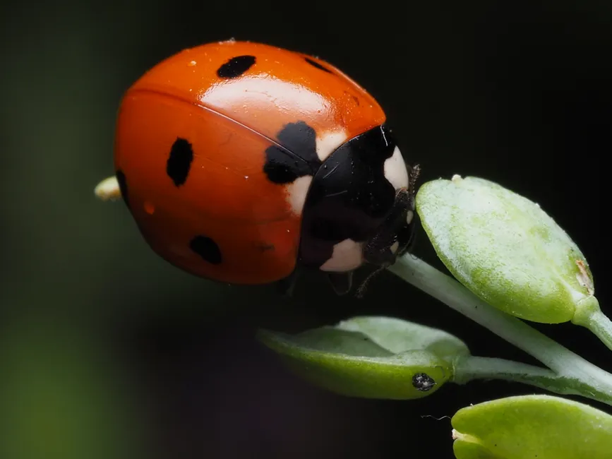 Detail Ladybug Macro Photography Close Up Number 17