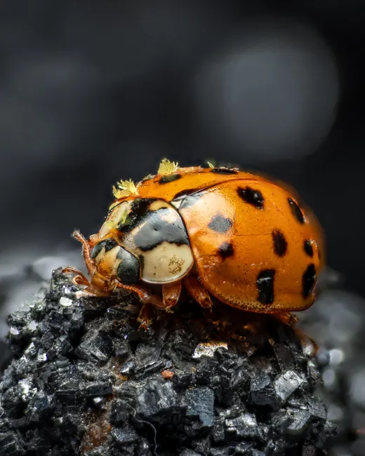 Detail Ladybug Macro Photography Close Up Number 18