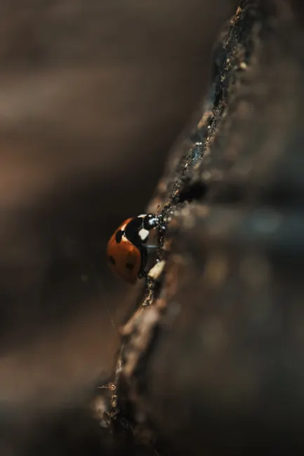Detail Ladybug Macro Photography Close Up Number 19