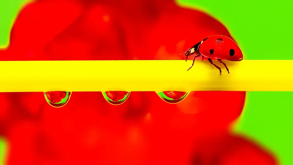Detail Ladybug Macro Photography Close Up Number 20