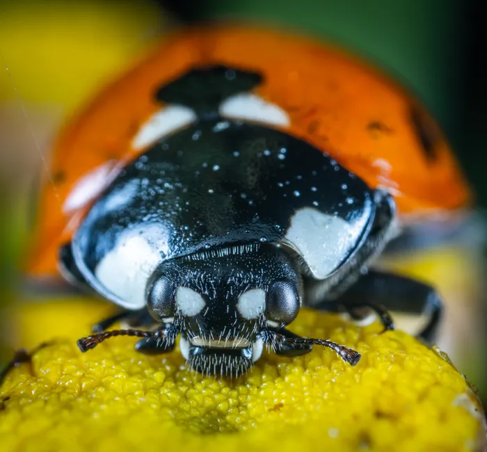 Detail Ladybug Macro Photography Close Up Number 3