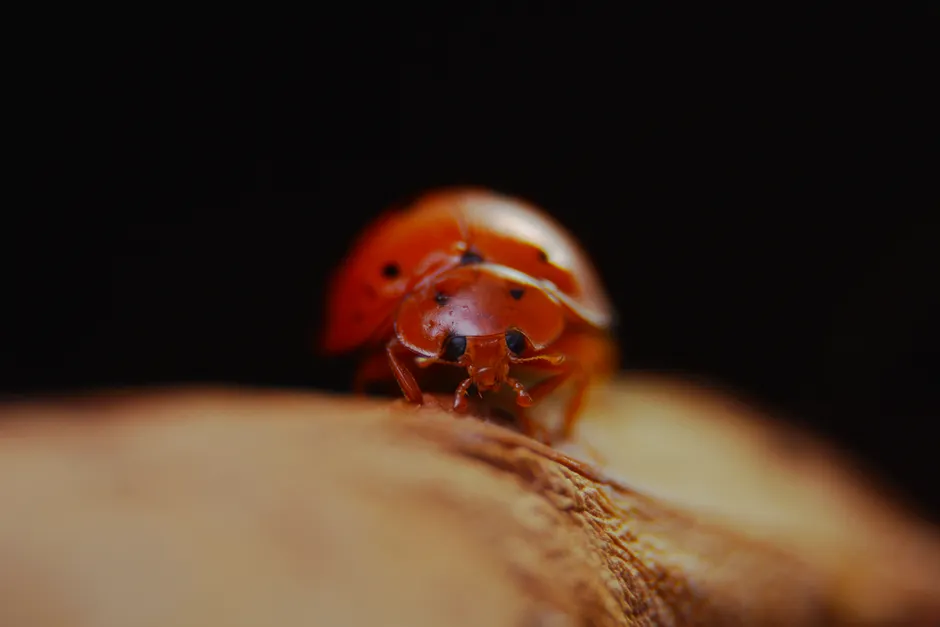 Detail Ladybug Macro Photography Close Up Number 4