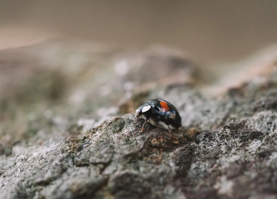 Detail Ladybug Macro Photography Close Up Number 5