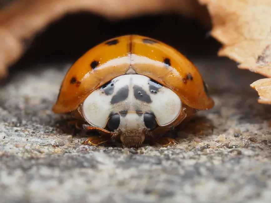 Detail Ladybug Macro Photography Close Up Number 6
