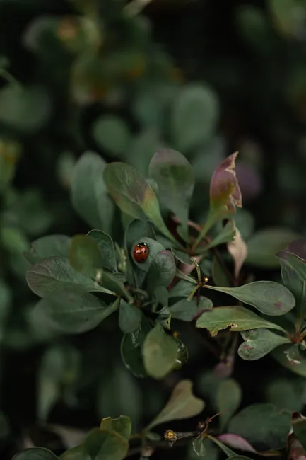 Detail Ladybug Macro Photography Close Up Number 7