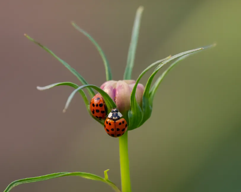 Detail Ladybug Macro Photography Close Up Number 9