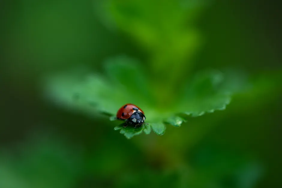Detail Ladybug Macro Photography Close Up Number 10
