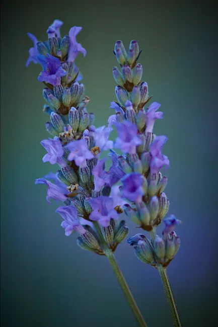 Lavender Macro Photography Close Up F7ca