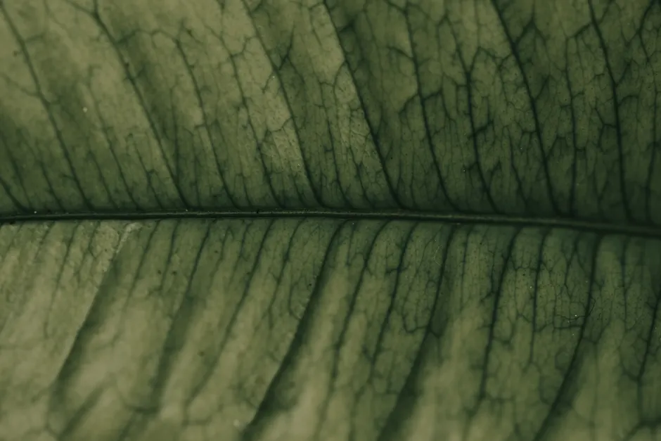 Detail Leaf Macro Photography Texture Number 14