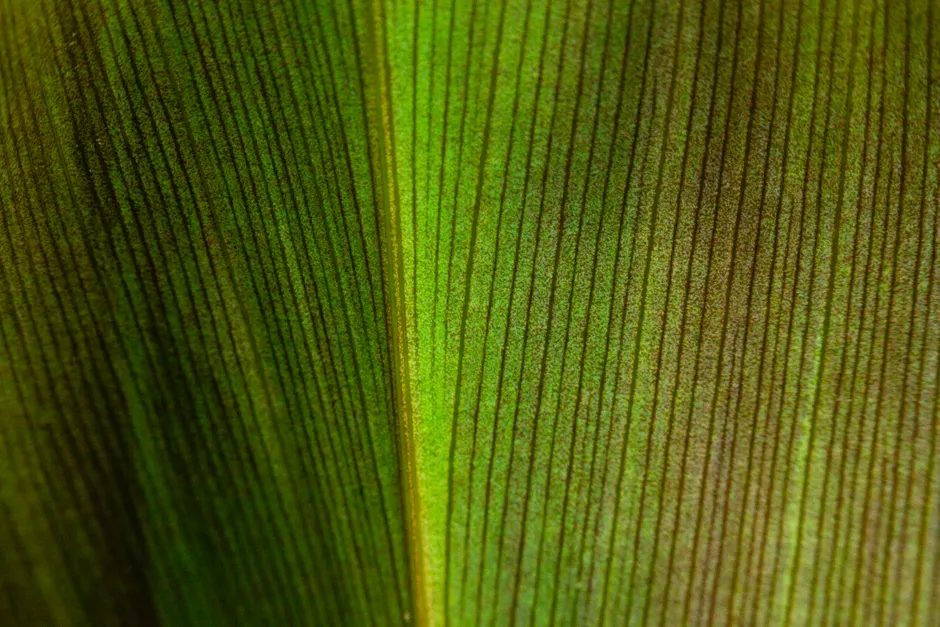 Detail Leaf Macro Photography Texture Number 15