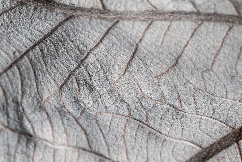 Detail Leaf Macro Photography Texture Number 3