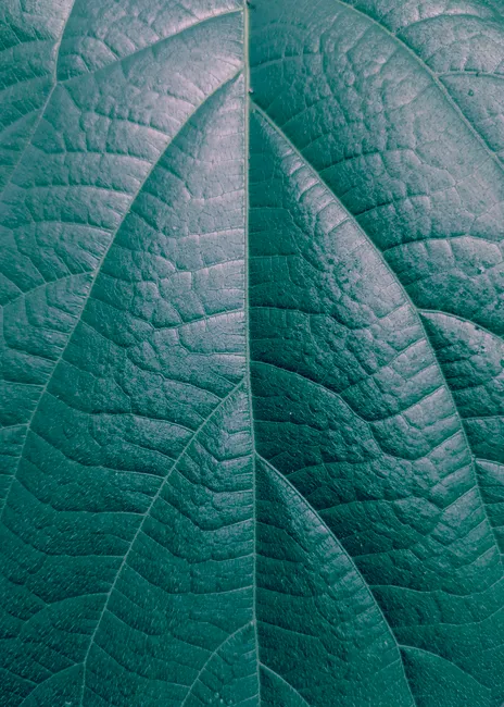 Detail Leaf Macro Photography Texture Number 4