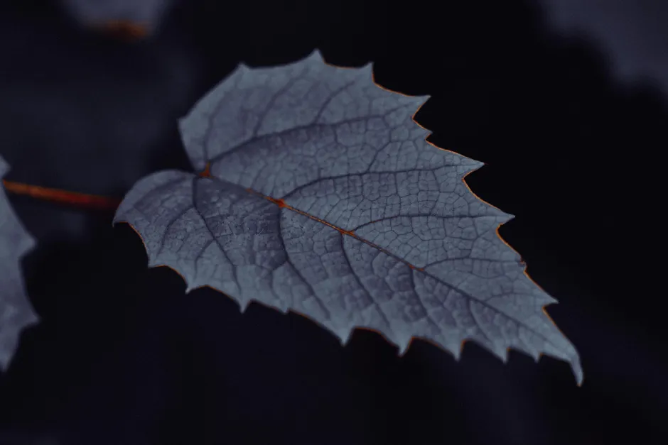 Detail Leaf Macro Photography Texture Number 5