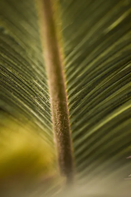 Detail Leaf Macro Photography Texture Number 10