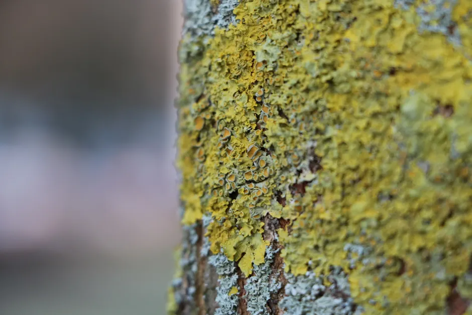 Lichen Macro 5edb