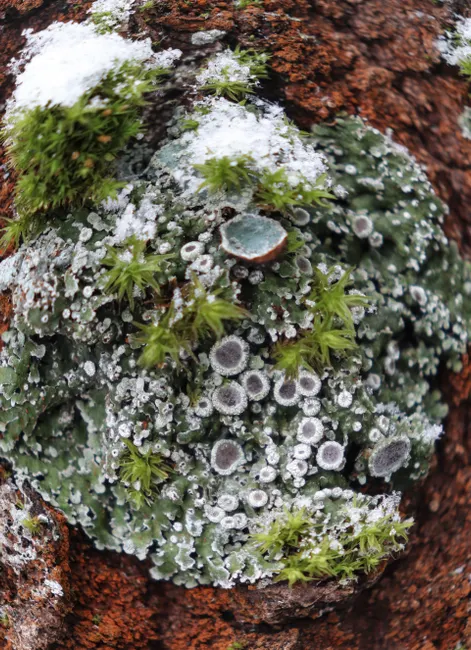 Detail Lichen Macro Number 2