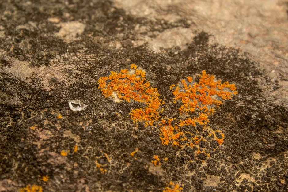 Detail Lichen Macro Number 11
