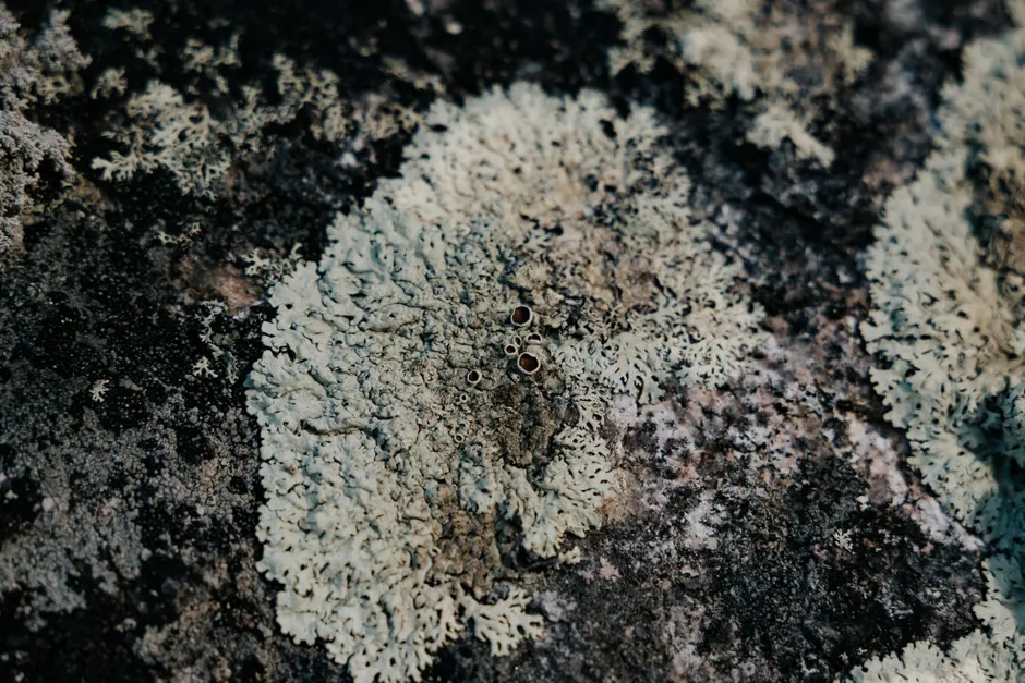 Detail Lichen Macro Number 12