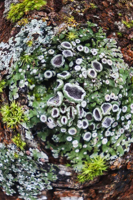 Detail Lichen Macro Number 13