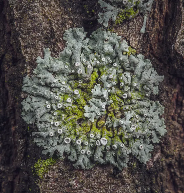Detail Lichen Macro Number 14