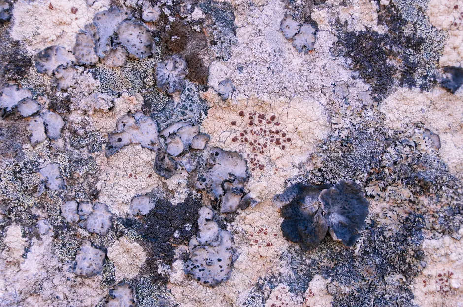 Detail Lichen Macro Number 15