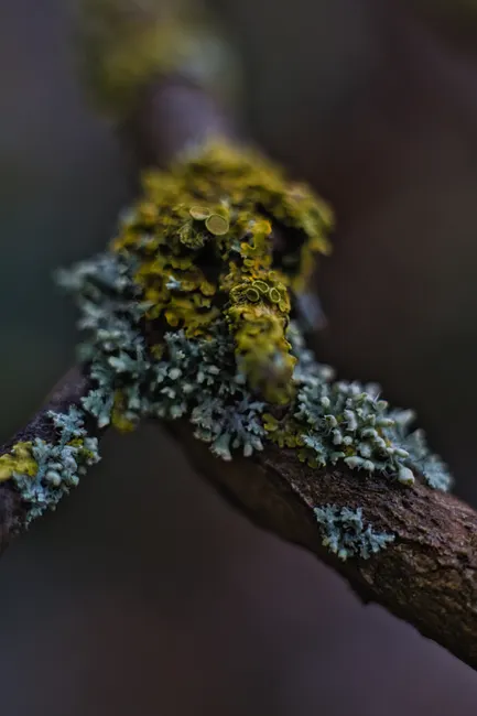 Detail Lichen Macro Number 16