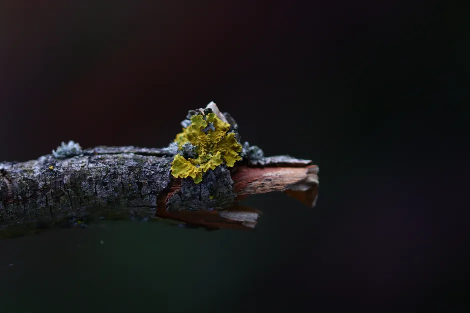 Detail Lichen Macro Number 17