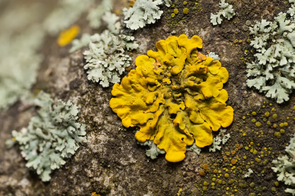 Detail Lichen Macro Number 18
