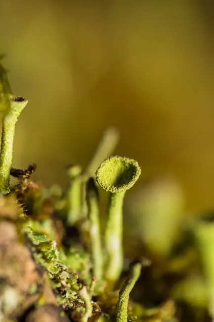Detail Lichen Macro Number 19
