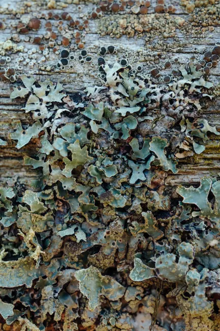 Detail Lichen Macro Number 20