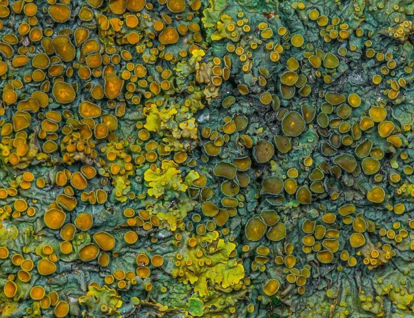 Detail Lichen Macro Number 3