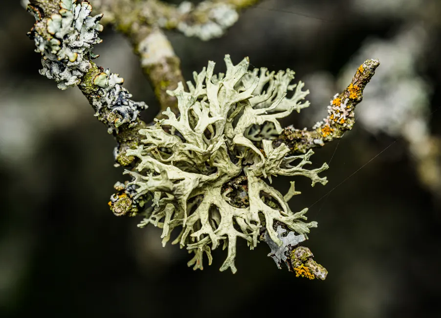 Detail Lichen Macro Number 4