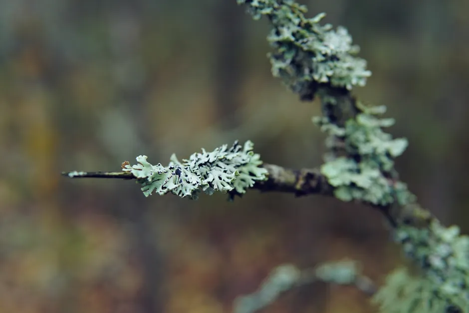 Detail Lichen Macro Number 5
