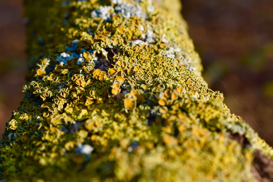 Detail Lichen Macro Number 6