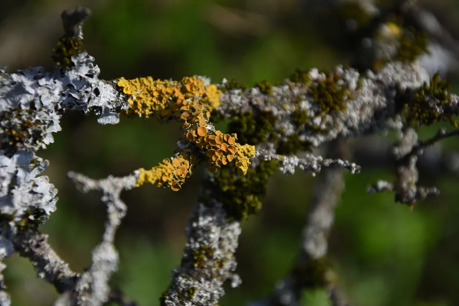 Detail Lichen Macro Number 7