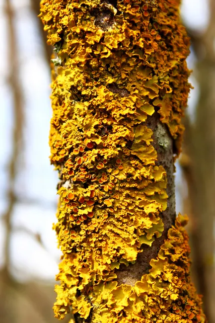 Detail Lichen Macro Number 8