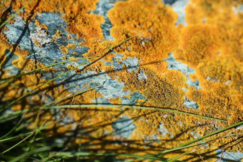 Detail Lichen Macro Number 9