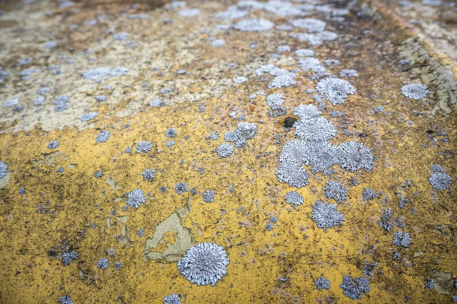 Detail Lichen Macro Number 10