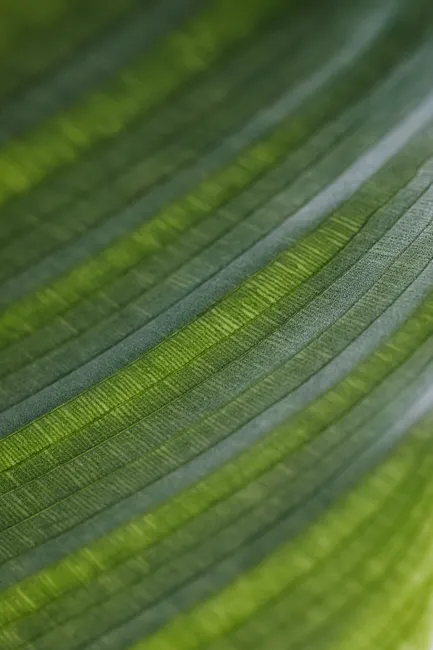 Detail Macro Background Texture Wallpaper Number 11