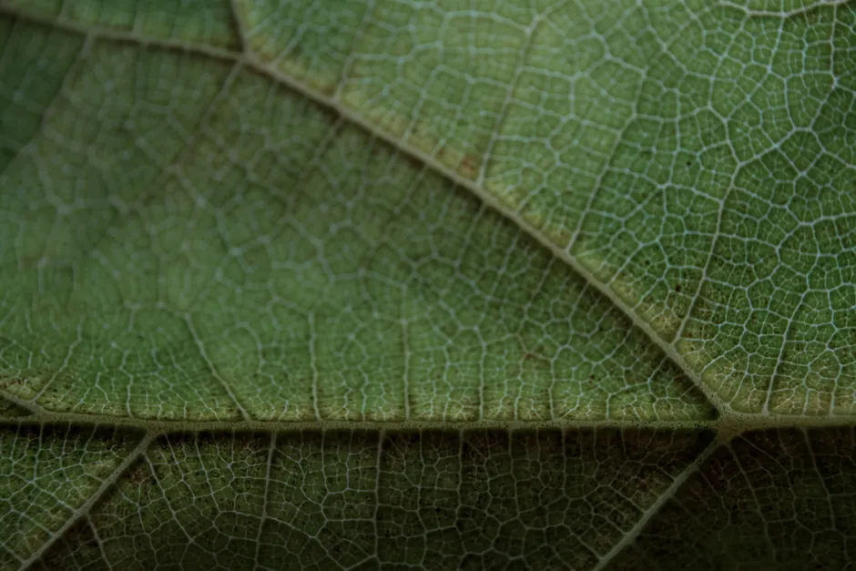Detail Macro Background Texture Wallpaper Number 14