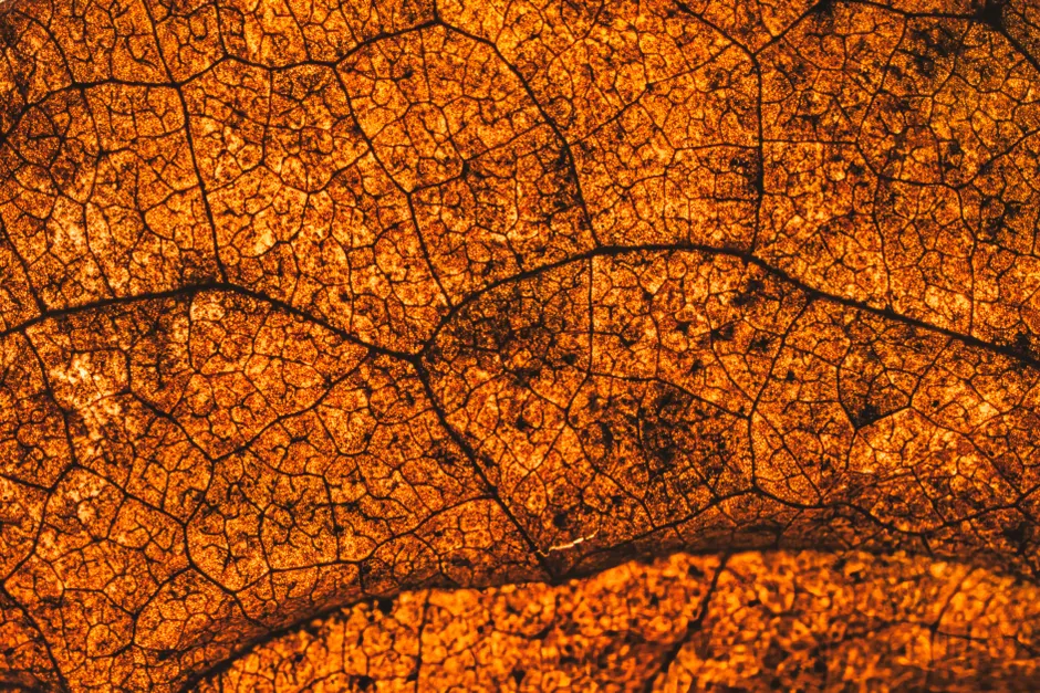 Detail Macro Background Texture Wallpaper Number 18