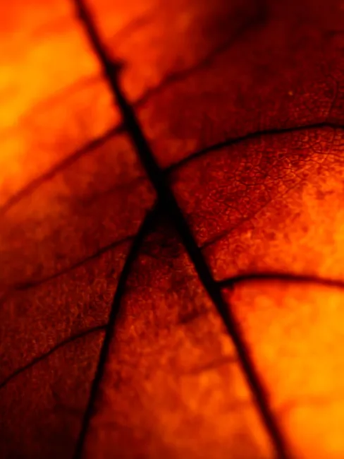 Detail Macro Background Texture Wallpaper Number 19