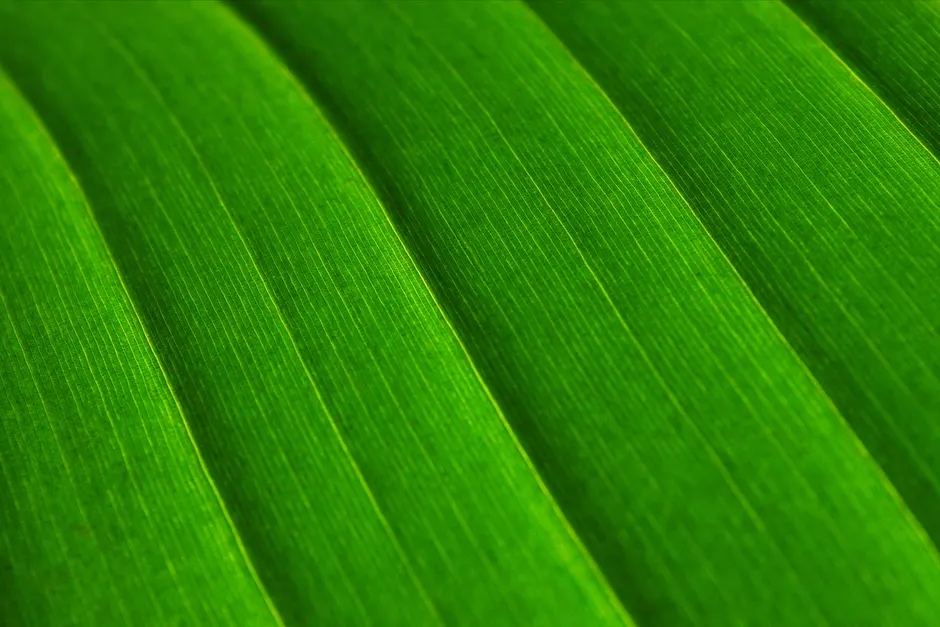 Detail Macro Background Texture Wallpaper Number 20
