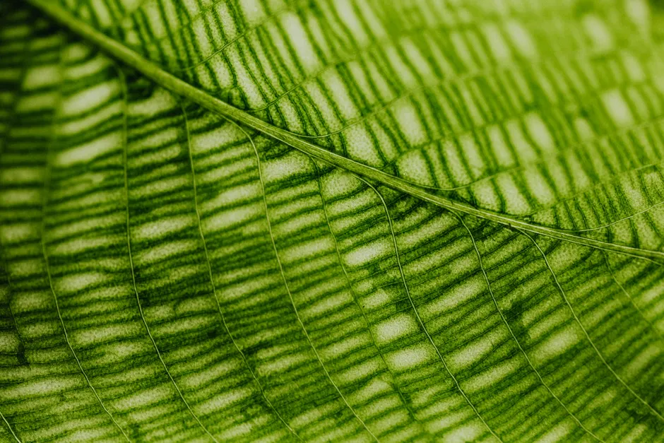 Detail Macro Background Texture Wallpaper Number 4