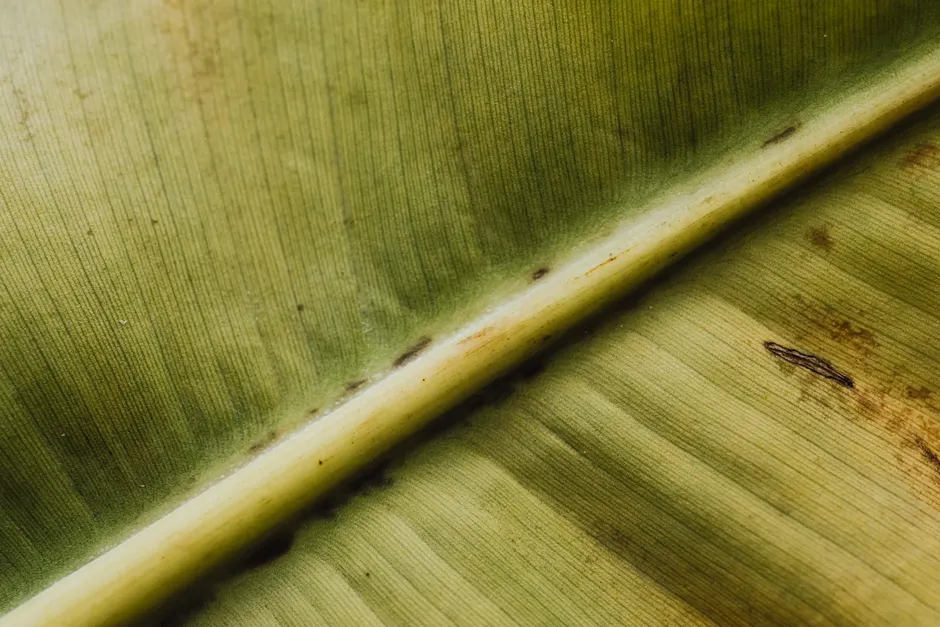 Detail Macro Background Texture Wallpaper Number 5