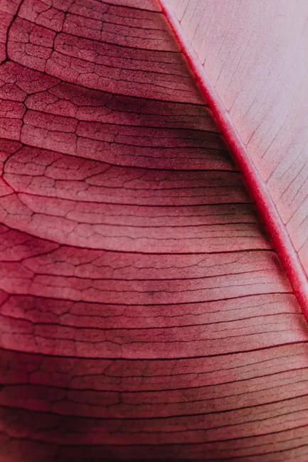 Detail Macro Background Texture Wallpaper Number 6