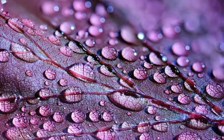 Detail Macro Background Texture Wallpaper Number 8