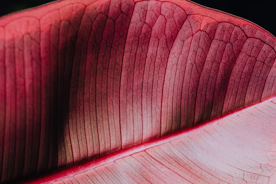 Detail Macro Background Texture Wallpaper Number 9