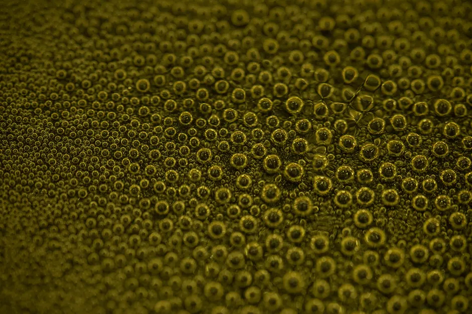 Detail Macro Background Texture Wallpaper Number 10