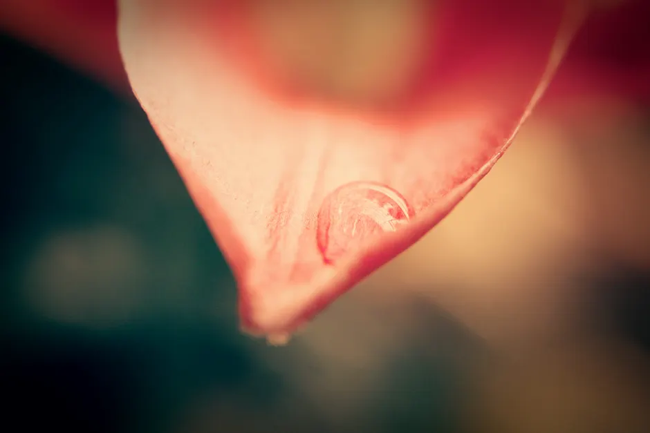 Macro Bokeh Background Ae2d